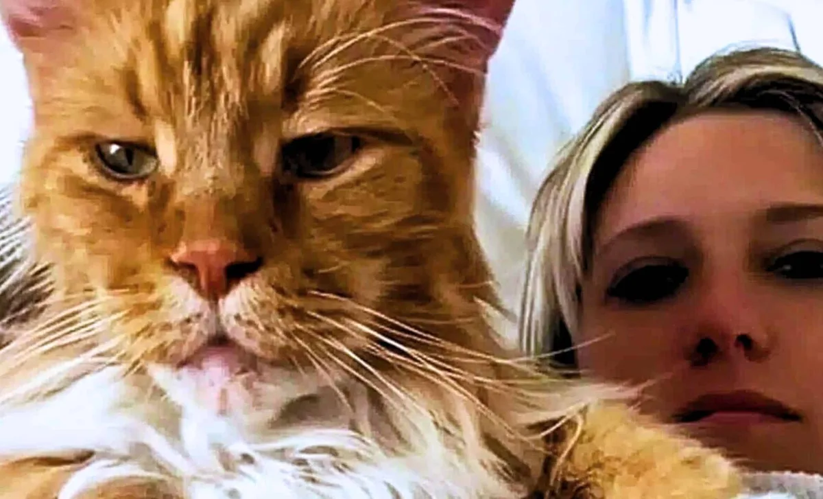 Finn – ein sanfter Riese aus San Carlos